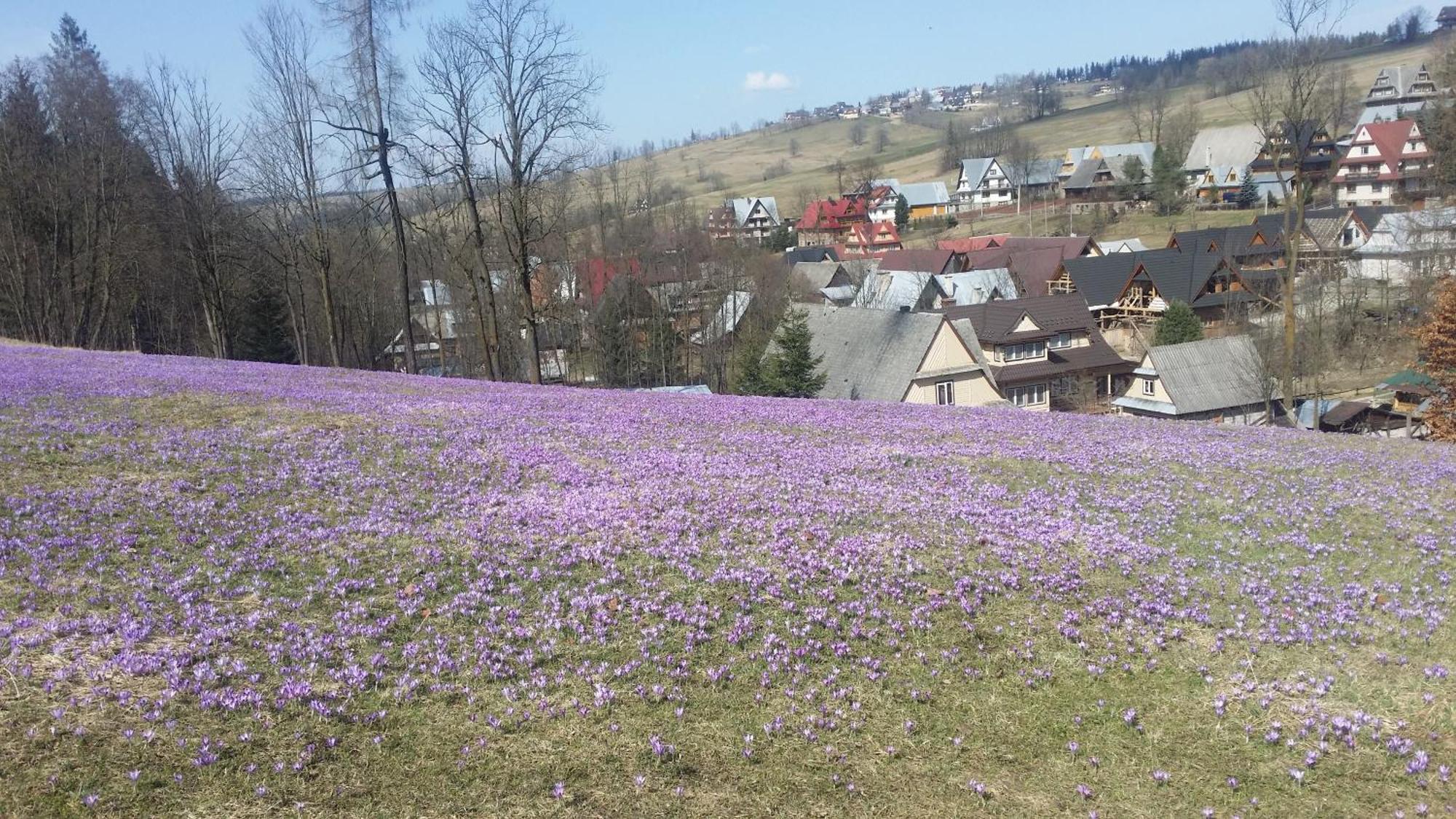 Dom W Krokusach Goscinne * Nowe Bystre